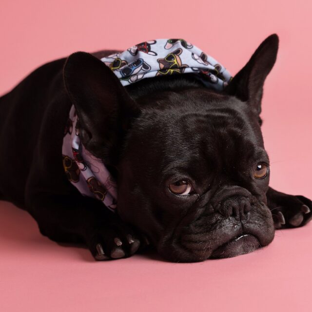 https://www.welcomeyou.be/wp-content/uploads/2025/03/grote-hond-fotografie-studio-temse-640x640.jpg