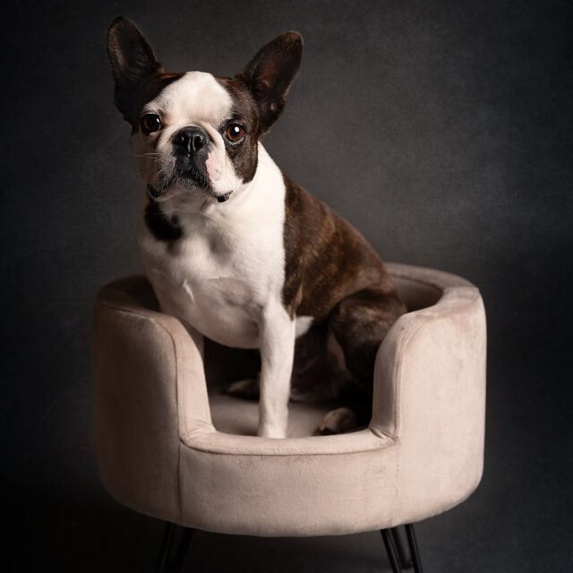 https://www.welcomeyou.be/wp-content/uploads/2025/03/speelse-hondenfotoshoot-studio-sint-niklaas-640x640.jpg